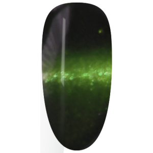 NAG54